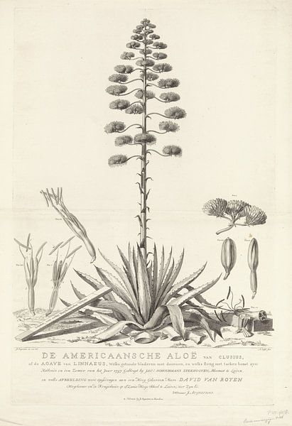 Botanische Zeichnung der blühenden Aloe oder Agavenpflanze, Abraham Delfos von Vintage en botanische Prenten