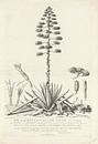 Botanische Zeichnung der blühenden Aloe oder Agavenpflanze, Abraham Delfos von Vintage en botanische Prenten Miniaturansicht