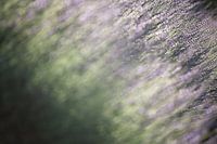 Lavendel