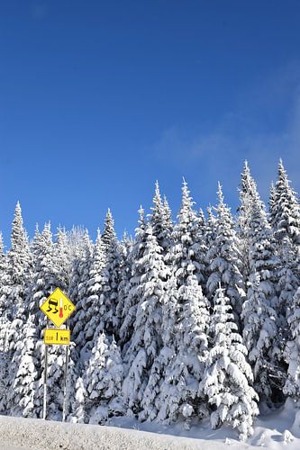 Een besneeuwd bos na de storm