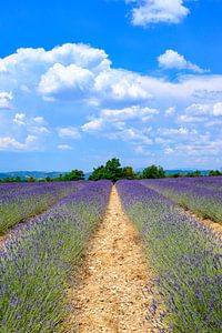Blühender Lavendel in der Provence an einem Sommertag