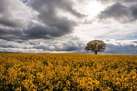 Chêne de la paix près de Hombressen sur Catrin Grabowski