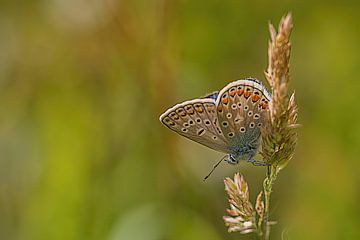 Vlindermoment – Natuurfoto met Vlinder op Grasstengel van Joriali fotografie en schilderijen