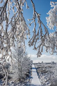 Winter im Hohen Venn von Heinz Grates