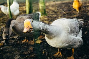 Neugierige Gans