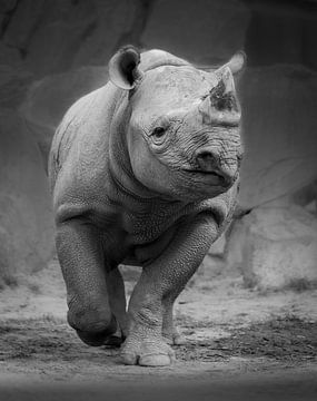 Black Rhinoceros by Jery Wormmeester