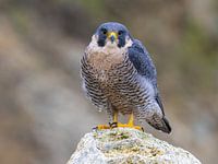 Peregrine falcon