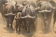 Kudde buffels ruikt het water van Anja Brouwer Fotografie thumbnail