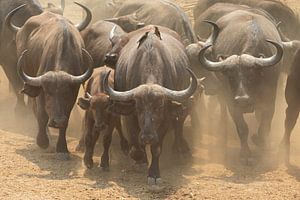 Un troupeau de buffles sent l'eau sur Anja Brouwer Fotografie