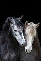 Two Souls