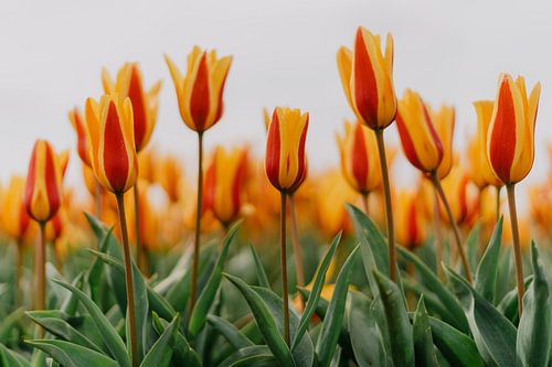 Tulpen