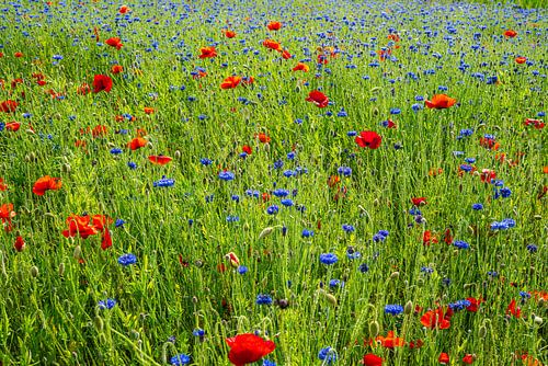 Prairie fleurie sur Stefan Havadi-Nagy