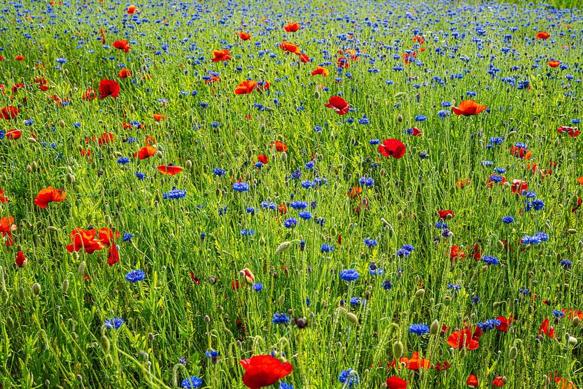 Flower meadow by Stefan Havadi-Nagy