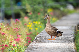 A wild duck on a concrete wall by Levi Loeve