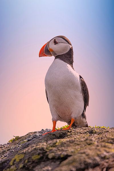 Papageientaucher, Fratercula arctica. Schottische Küste. von Gert Hilbink