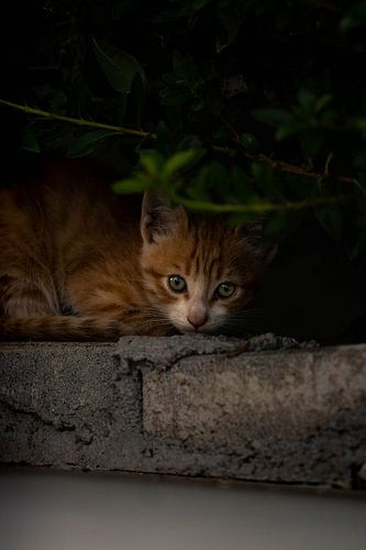 Kätzchen im Gebüsch