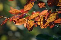 Prachtige kleuren in de herfst