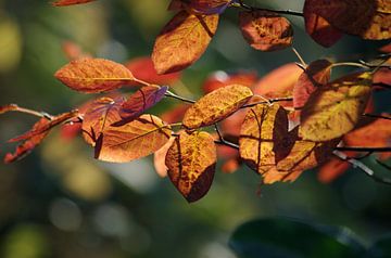 Prachtige kleuren in de herfst van cuhle-fotos