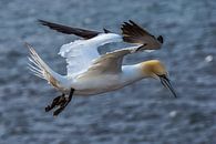 Fliegender Basstölpel (Morus bassanus) von Leo Luijten Miniaturansicht