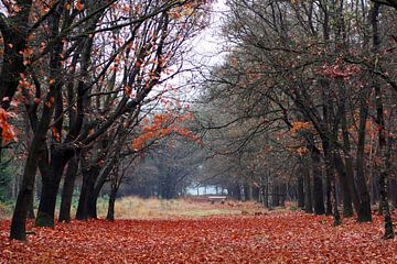 Herfstbos  van Jolanta Mayerberg