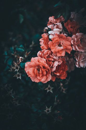 Red and white flowers