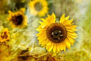 Summer is there - Sonnenblume mit Bienen