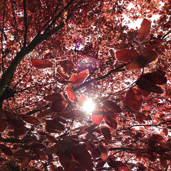 Pink tree by Esther van de Beek