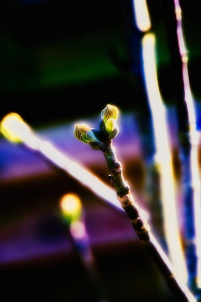 Knop walnotenboom in impressionistische stijl van Miny'S