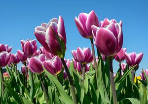 Paarse tulpen tegen een blauwe lucht