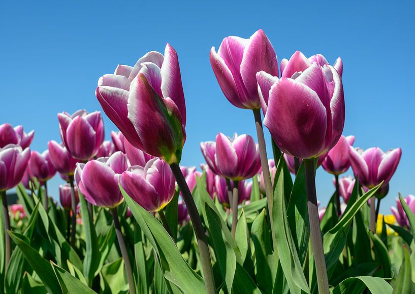 Paarse tulpen tegen een blauwe lucht von Michel Knikker