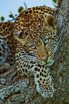 Leopard Baum