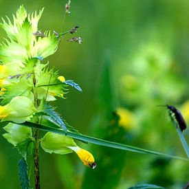 Natur Blumen Atmosphäre Kommissionierung Garten Artenvielfalt von Tuinhappy