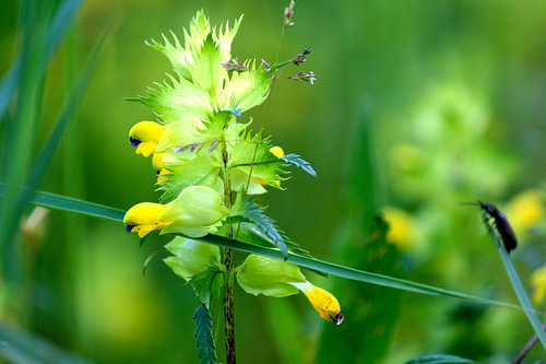 Nature flowers atmosphere picking garden biodiversity