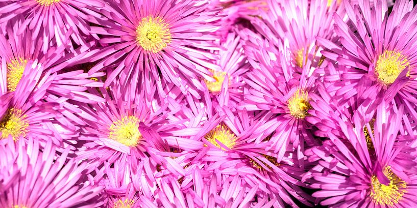 blumen von Stefan Havadi-Nagy