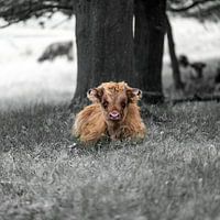 Schottischer Highlander Kalb im Gras