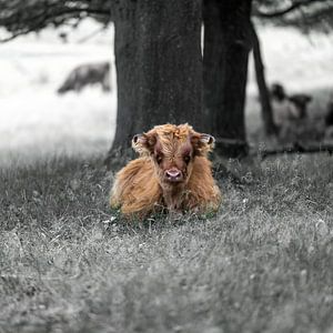Highlander écossais Veau dans l'herbe