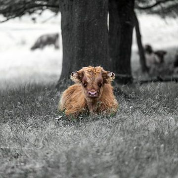 Schotse Hooglander Kalfje in het Gras van Franklin Driessen