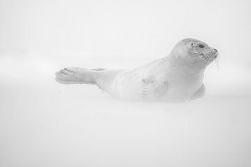 Phoque sur la plage de Texel sur Ronald Timmer