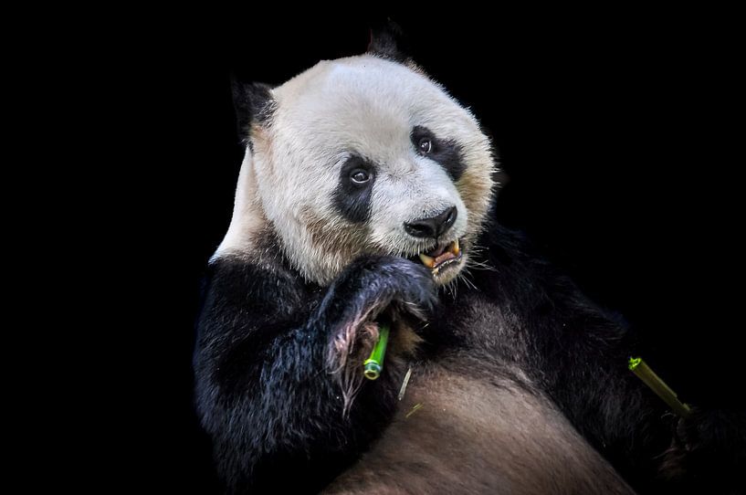 Panda by Patrick Scholte