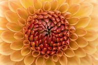 Flower close up