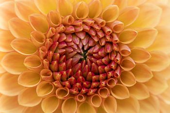 Blüte in Nahaufnahme