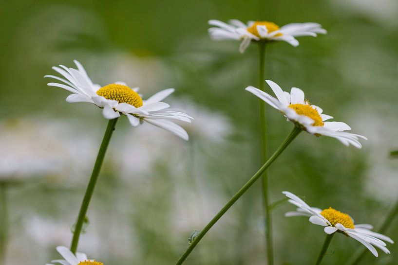 margrieten veld by ton vogels
