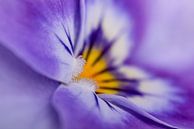 Eyecatcher: Purple pansy by Marjolijn van den Berg thumbnail