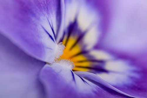 Blickfang: Nahaufnahme des Frühlings, ein violettes Veilchen