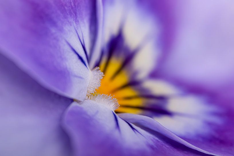 Eyecatcher: Paars viooltje van Marjolijn van den Berg