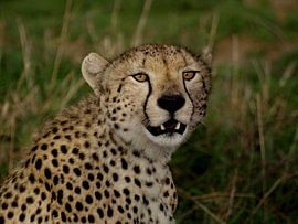 Cheetha von Sylvia Weenink