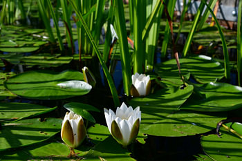 Des nénuphars en fleurs