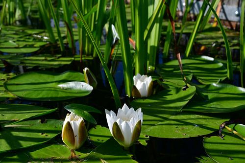 Waterlelies in bloei