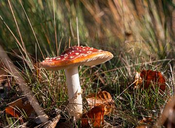 Rood met witte stippen van Ingrid Aanen