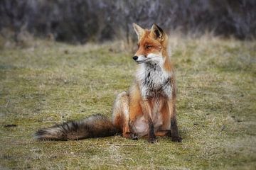 red fox